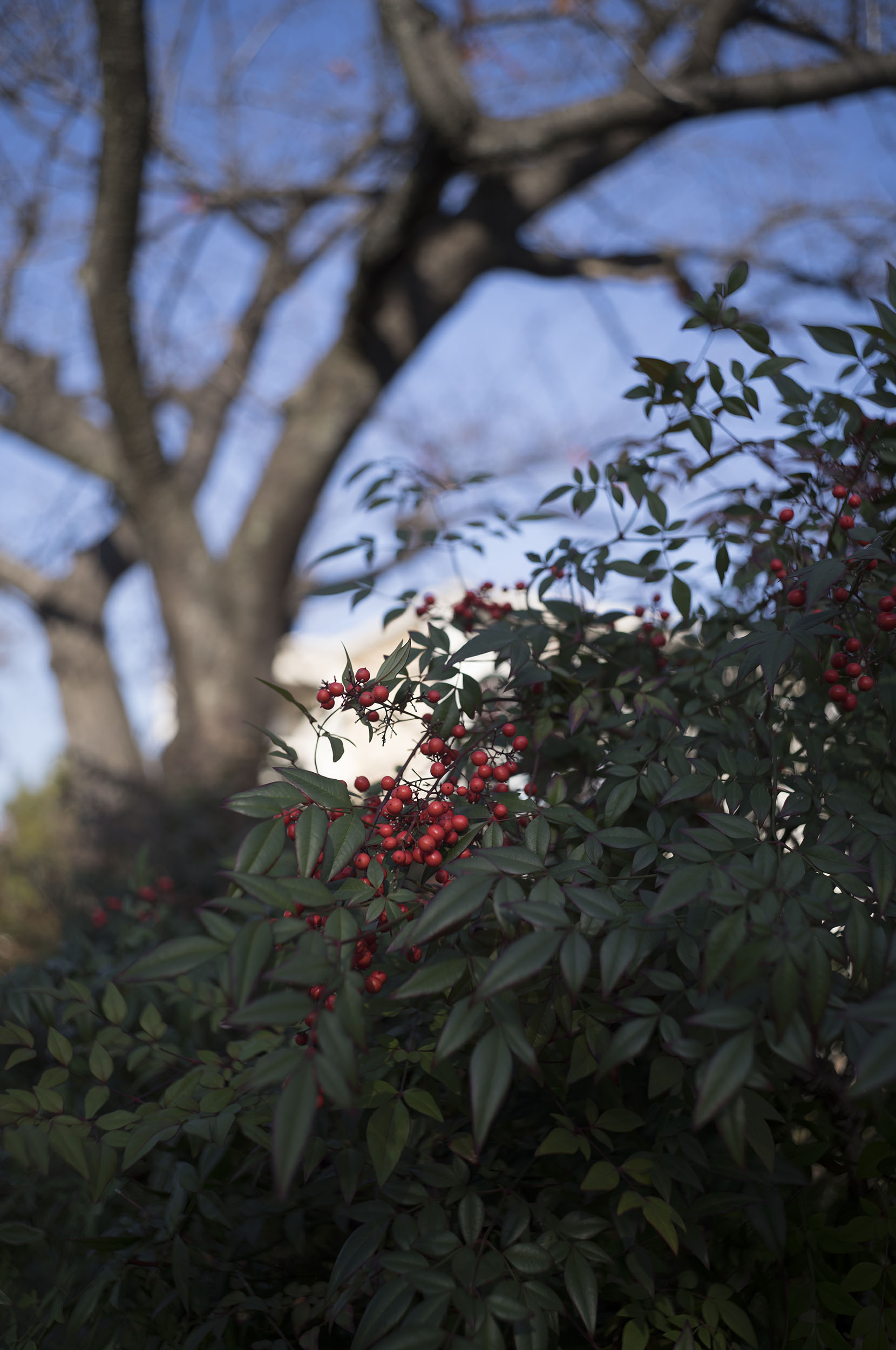 アジアンMFレンズここだけの話:第11回 Solaron-M 35mm f2.0 アジアンMFレンズここだけの話:第11回 Solaron-M 35mm f2.0
