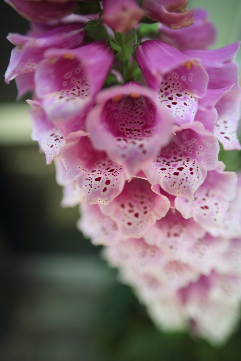 単焦点レンズで世界を変える!:シグマ 20mm F1.8 EX DG 単焦点レンズで世界を変える!:シグマ 20mm F1.8 EX DG