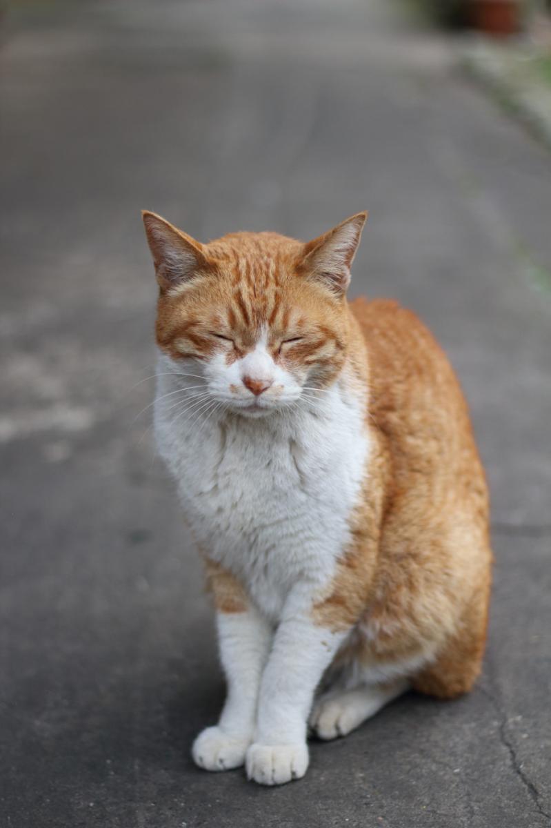 単焦点レンズで世界を変える!:キヤノン EF50mm F1.8 STM:赤城 単焦点レンズで世界を変える!:キヤノン EF50mm F1.8 STM:赤城