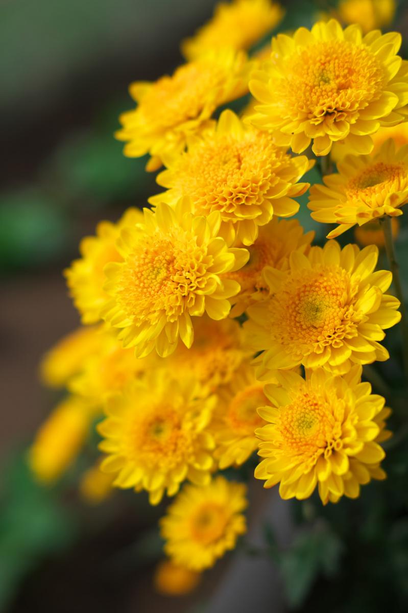 単焦点レンズで世界を変える！：富士フイルム フジノン XF35mmF2 R WR