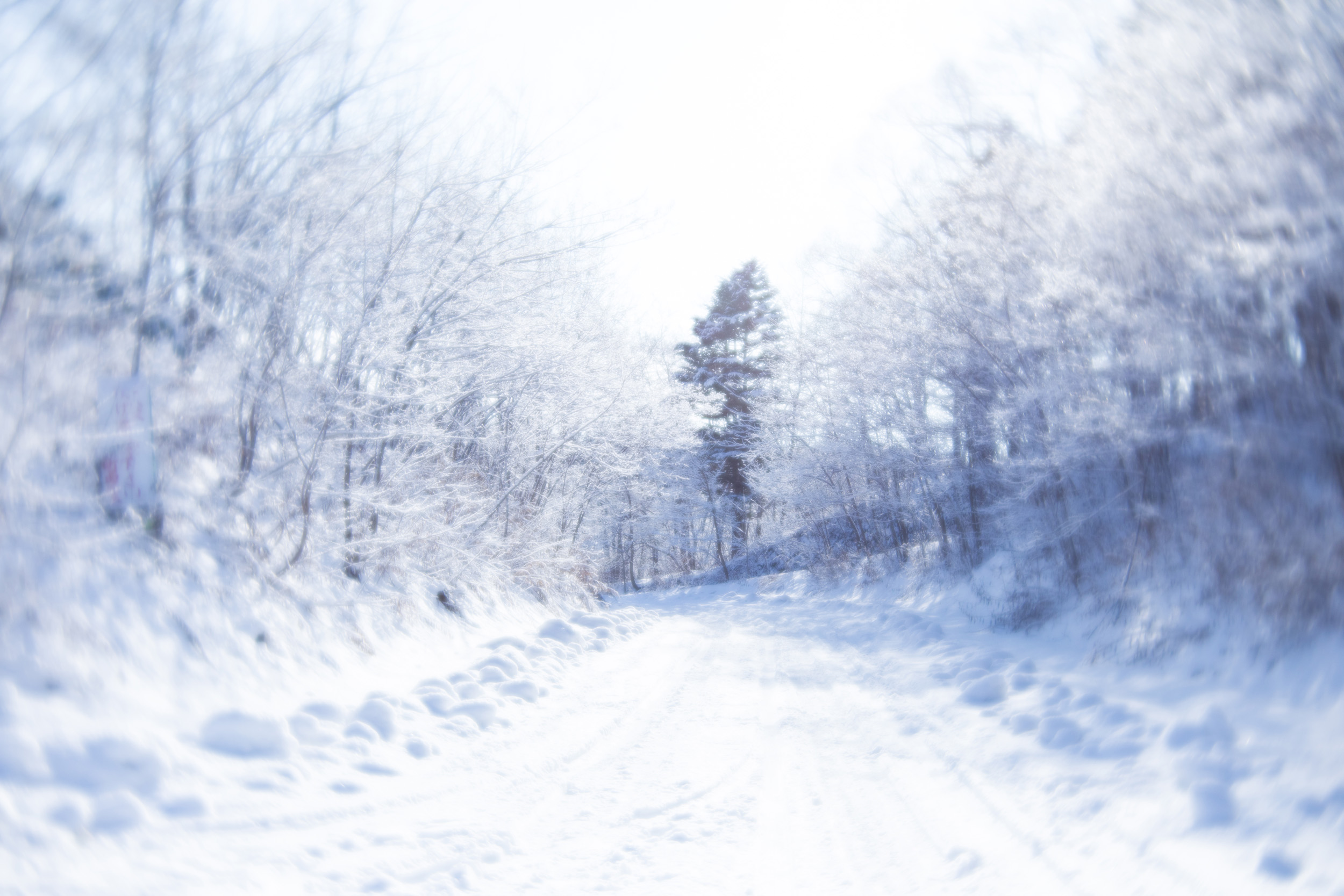 スペシャルレビュー:LENSBABY Velvet 56〜フルサイズ対応ソフト スペシャルレビュー:LENSBABY Velvet 56〜フルサイズ対応ソフト