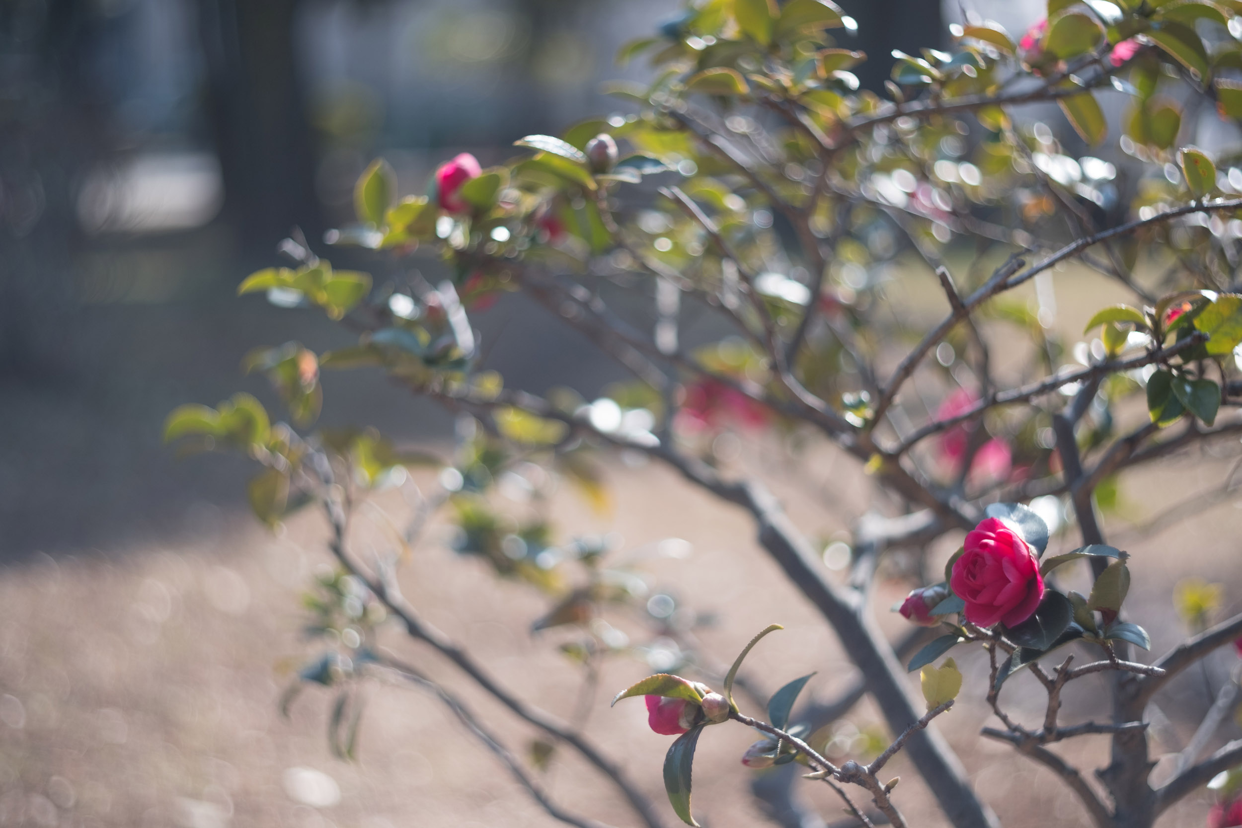 ハリウッド愛用コピー】PO3-3M 50mm シネマティック／富士Xアダプター