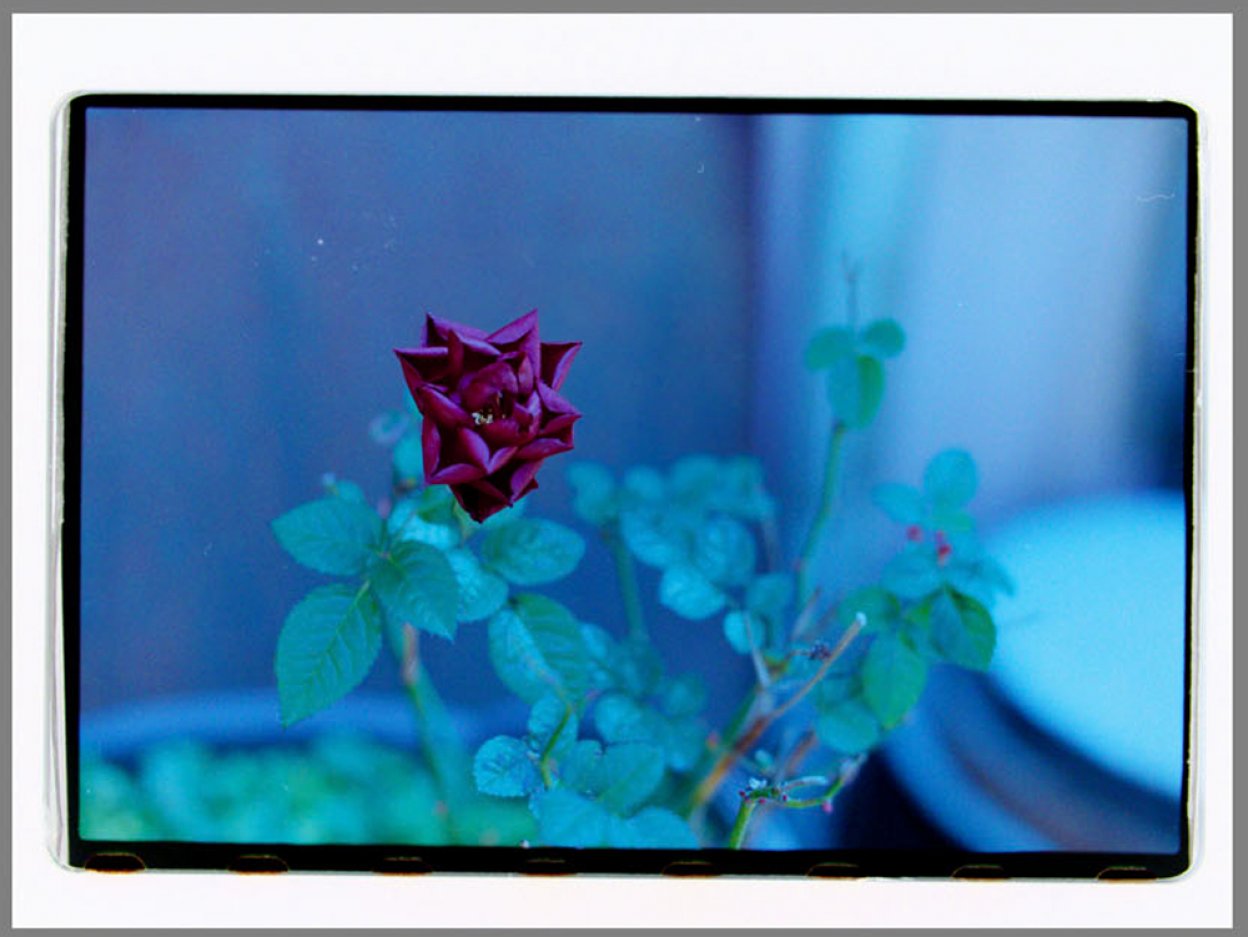 銀塩手帖 カラーネガフィルムをスキャンする簡単な方法 Silkypix Developer Studio Pro10編 Camera Fan編集部 カメラファン 銀塩手帖 カラーネガフィルムをスキャンする簡単な方法 Silkypix Developer Studio Pro10編 Camera Fan編集部 カメラファン
