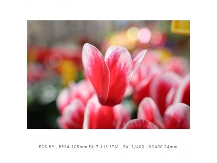 RF24-105mm F4-7.1 IS STM 新品